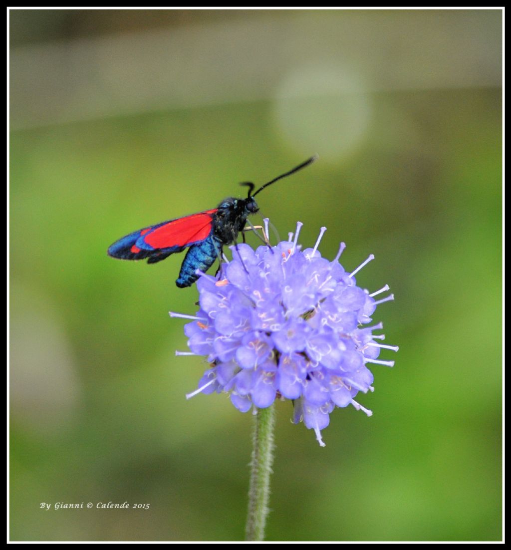 Zygaena filipendulae/transalpina?